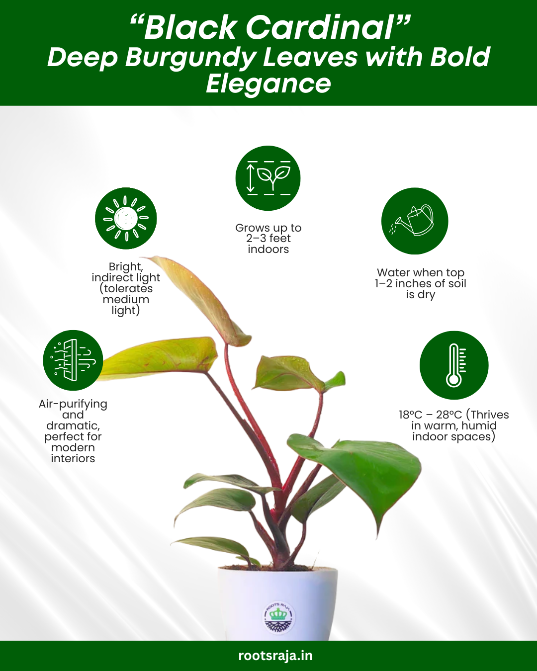philodendron elegance Buy Philodendron Black Cardinal – Elegant Indoor Plant