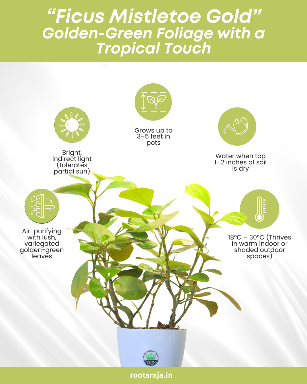 Ficus Mistletoe Gold