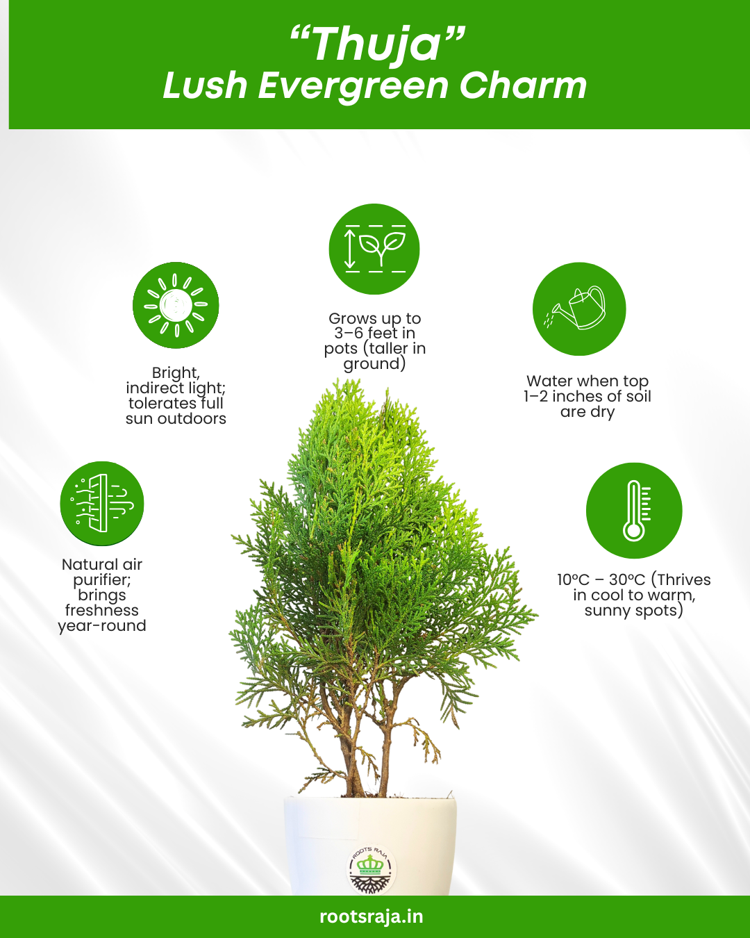 Thuja Plant
