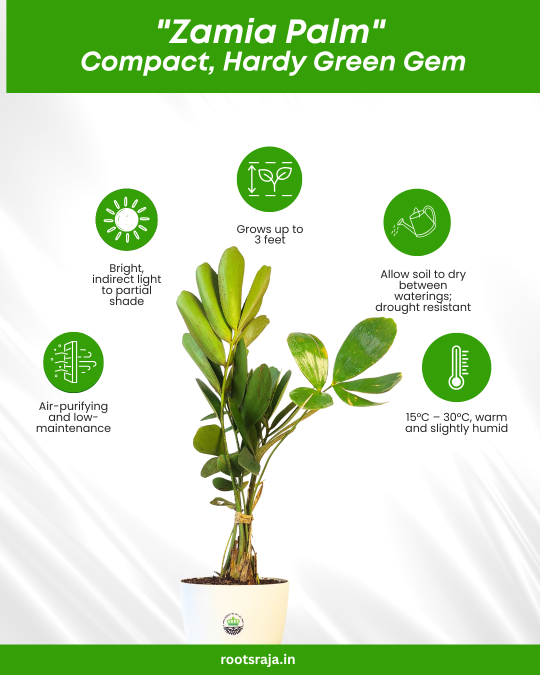 Zamia Palm