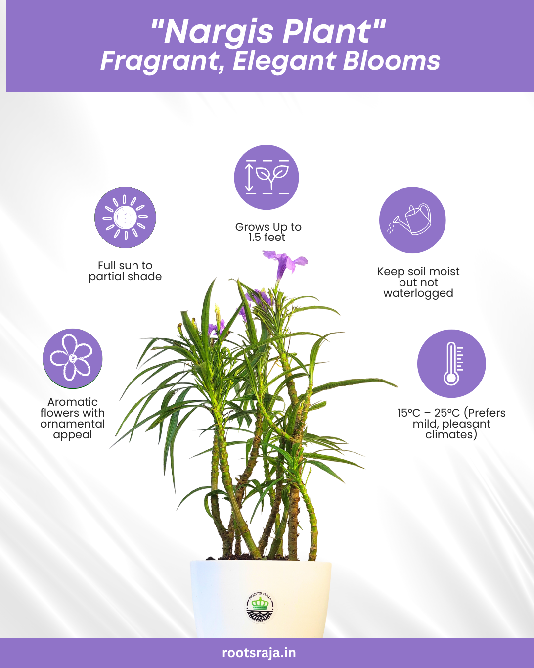 Nargis Plant