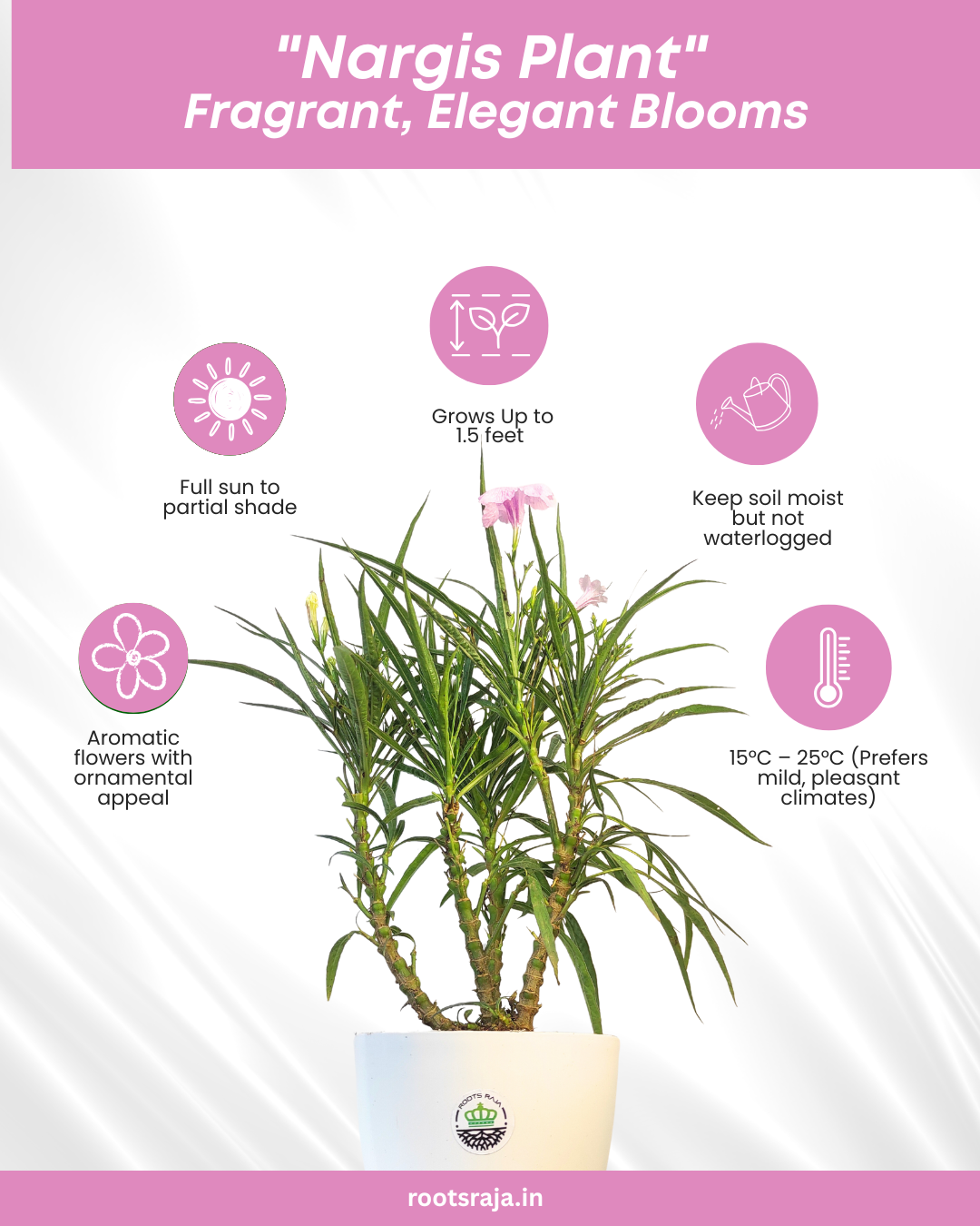 Nargis Plant