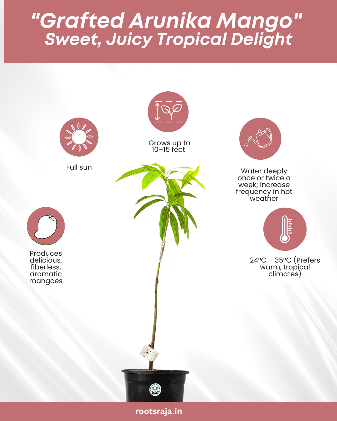 Grafted Arunika Mango