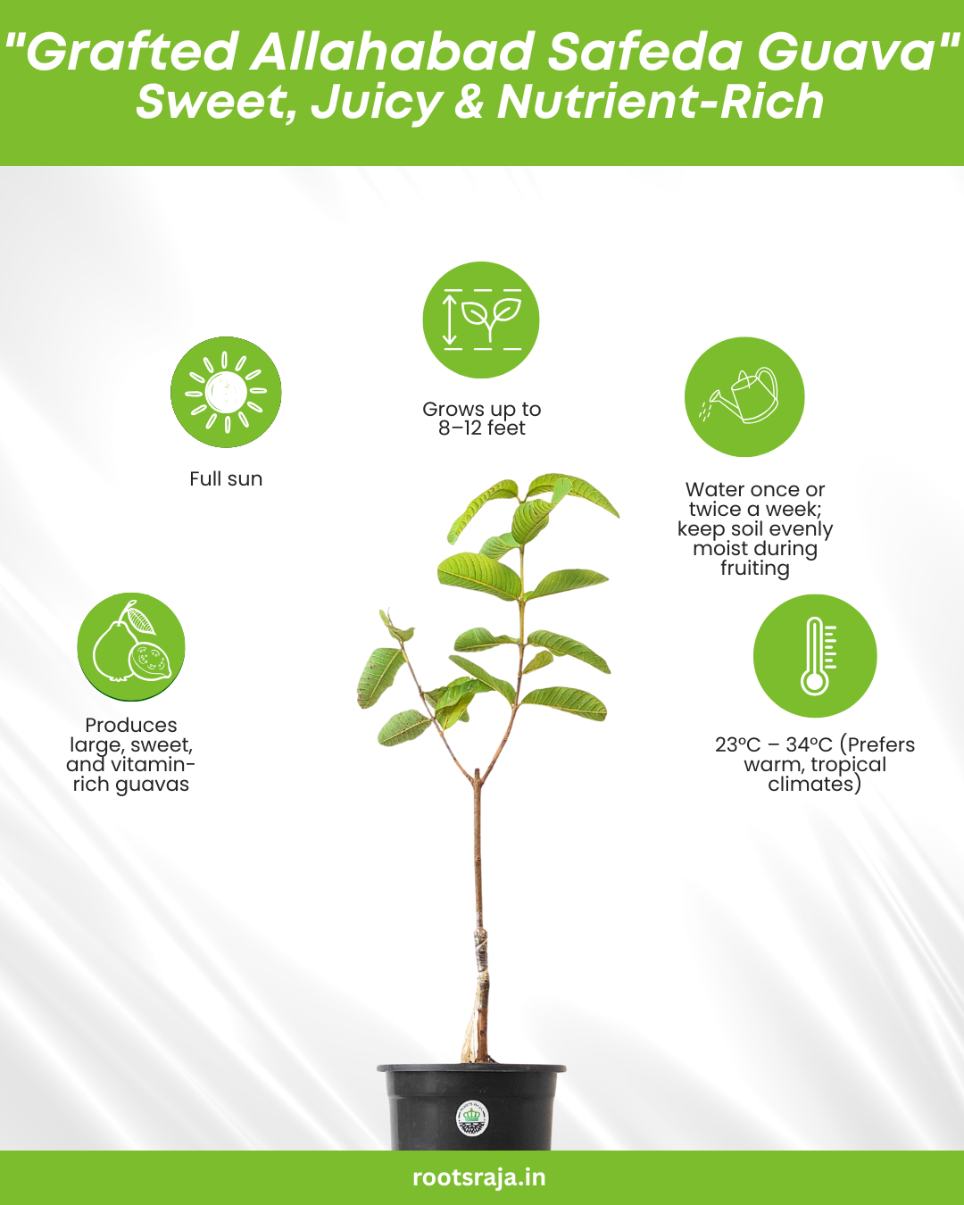 Grafted Allahabad Safeda Guava