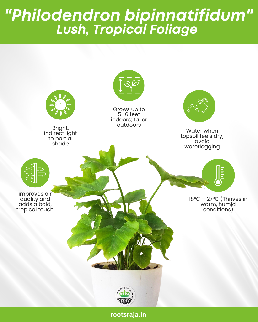 philodendron bipinnatifidum how to increase growth rate Philodendron Bipinnatifidum