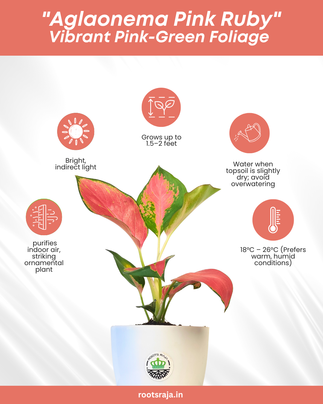 Aglaonema Pink Ruby