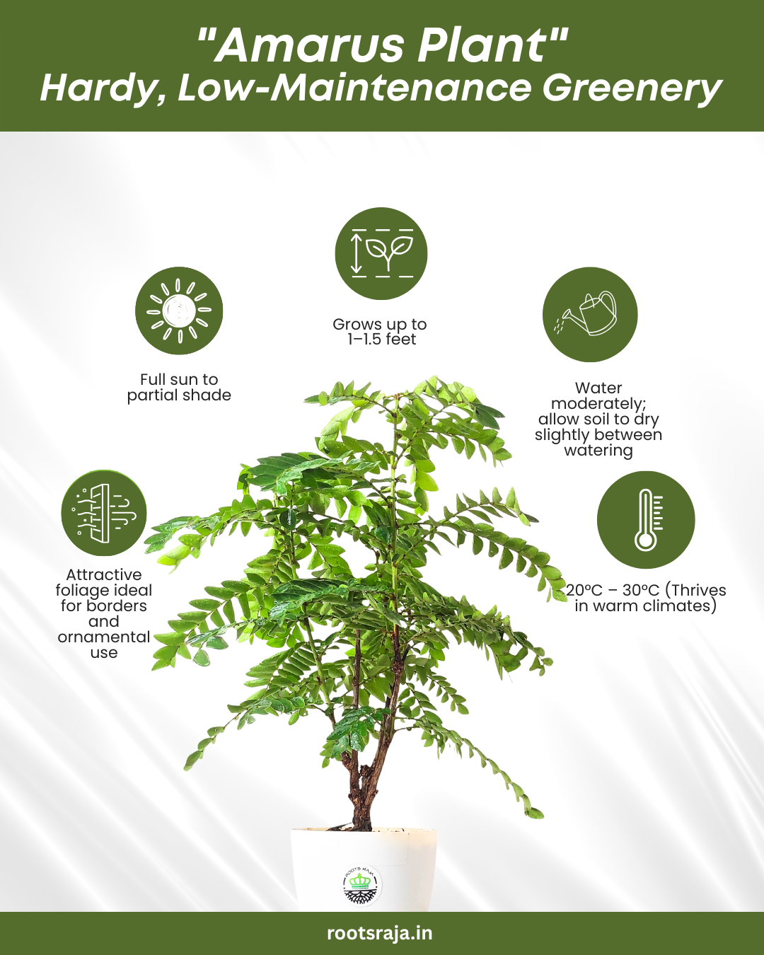 Amarus Plant
