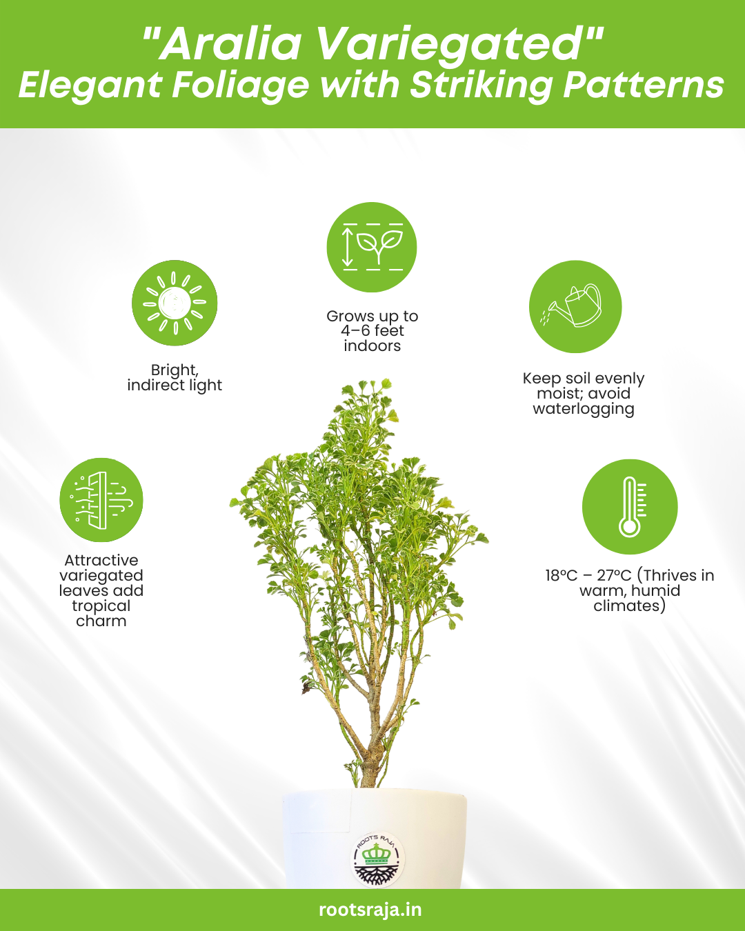 Aralia (Variegated)