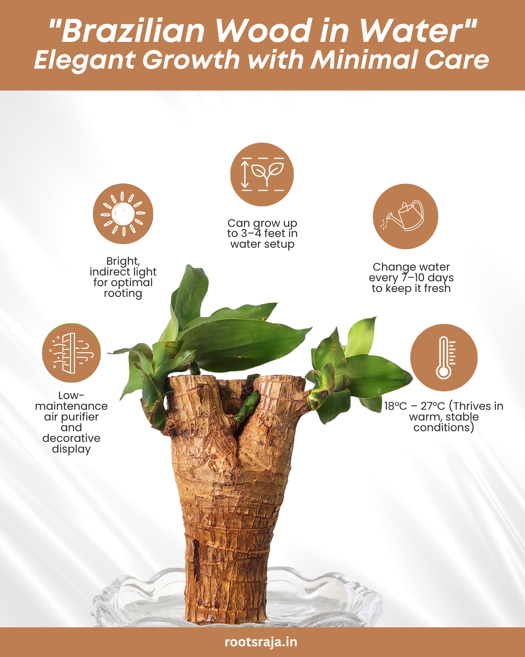 Brazilian Wood Plant
