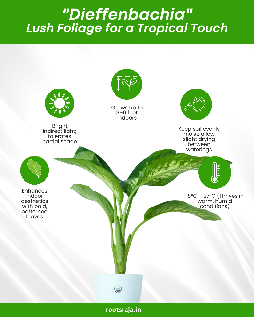 dieffenbachia air purify Dieffenbachia Plant Varieties for Lush Indoor Decor
