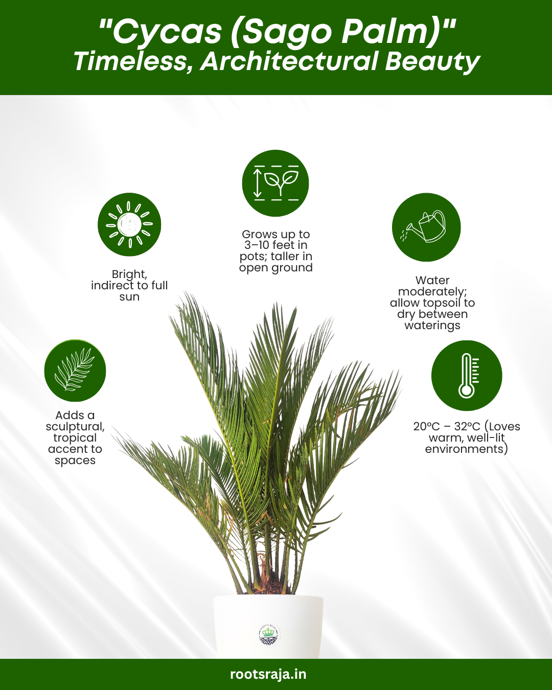 Cycas Palm Plant