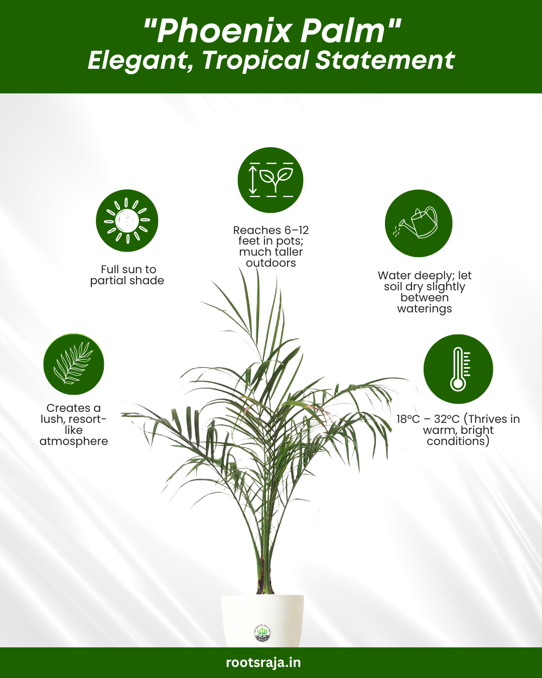 Phoenix Palm