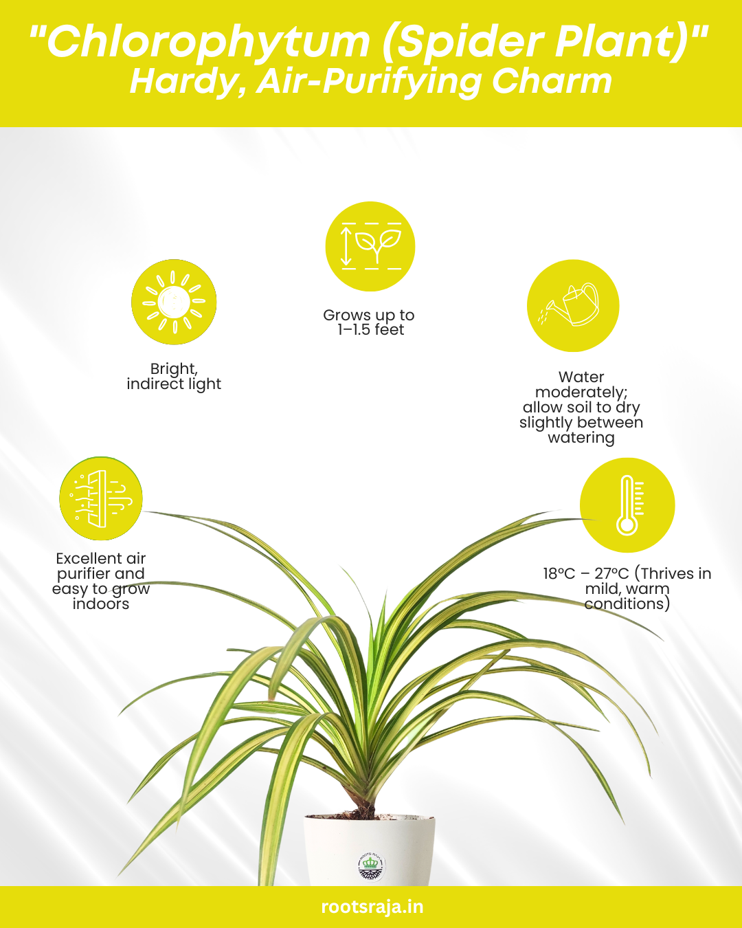 chlorophytum plant benefits Spider Plant Variegated