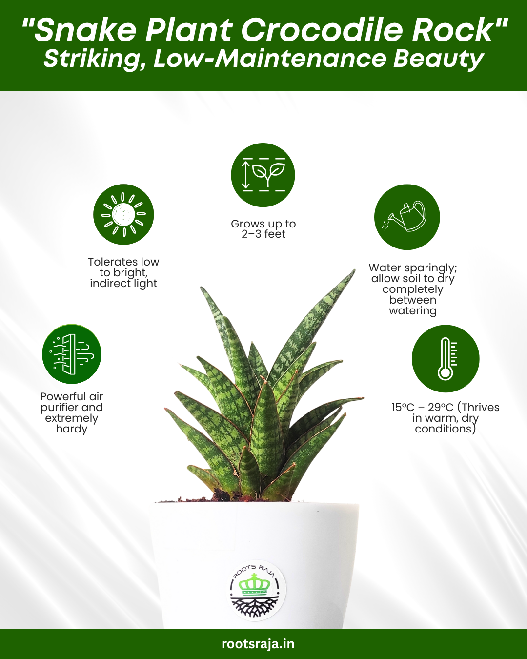 Snake Plant Crocodile Rock