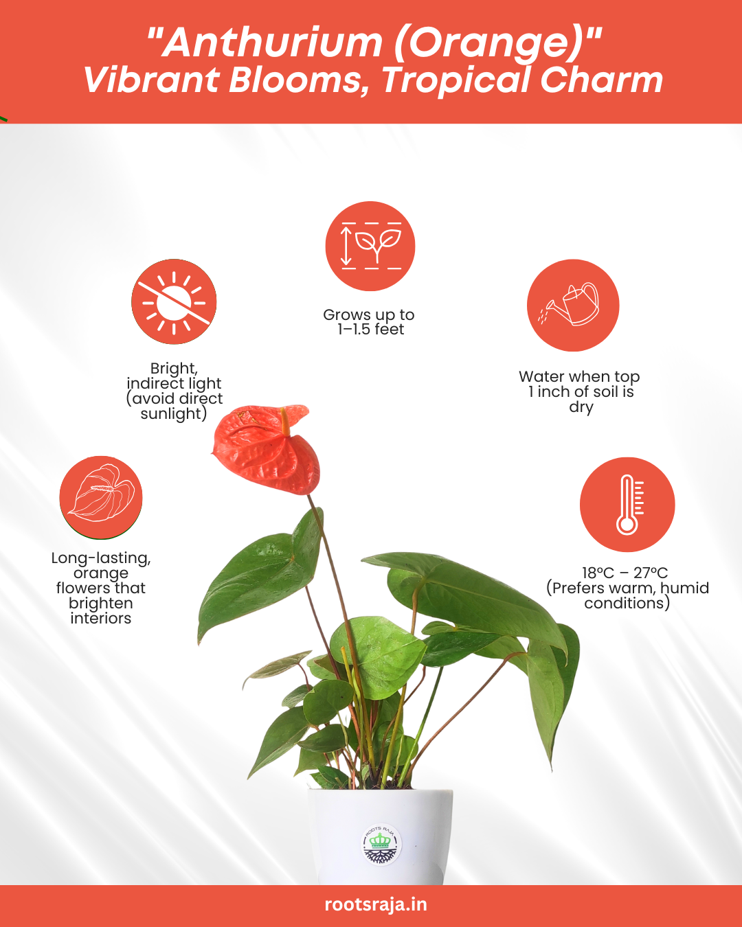 Anthurium (Orange)
