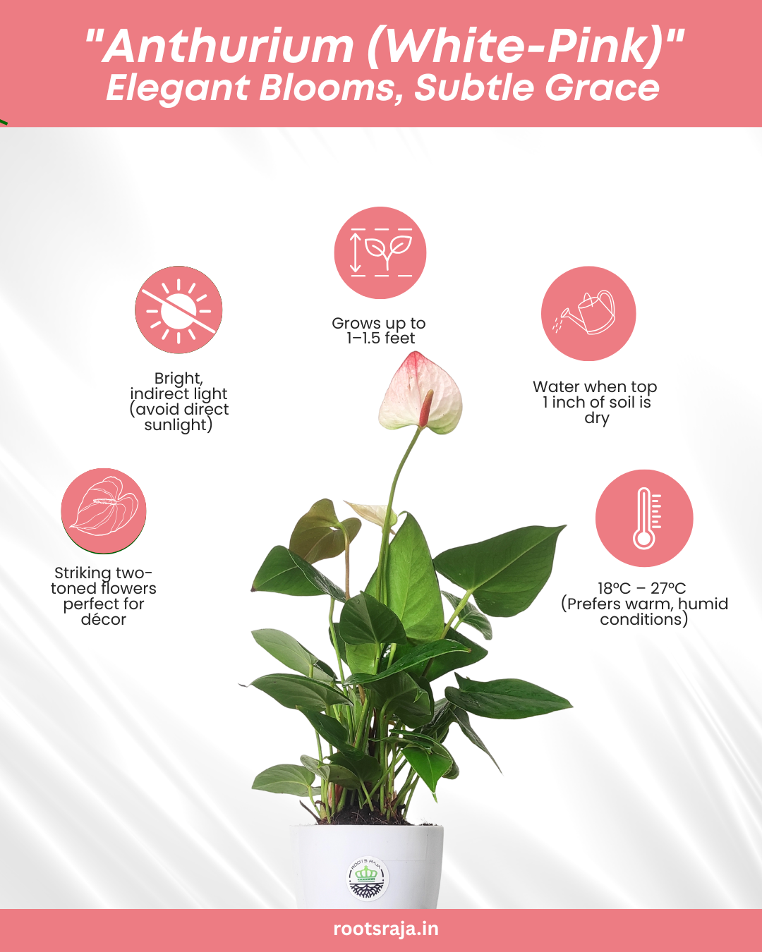 Anthurium (White-Pink)