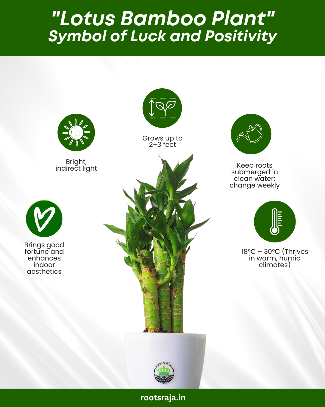 Lotus Bamboo Plant (5 Sticks)