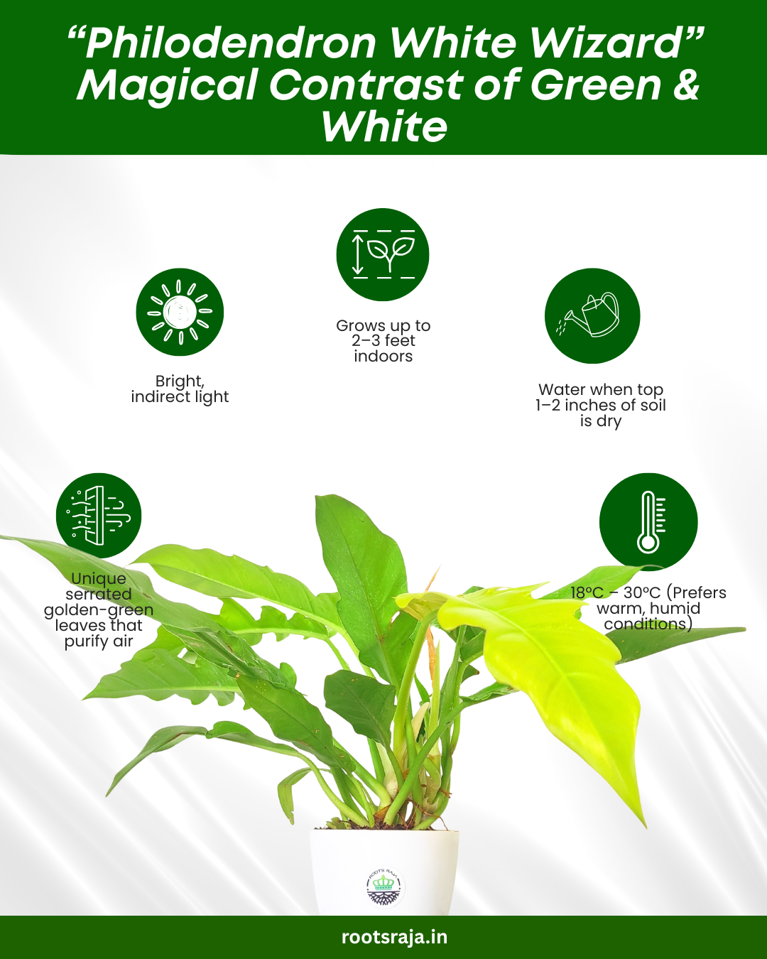 Philodendron Golden Saw