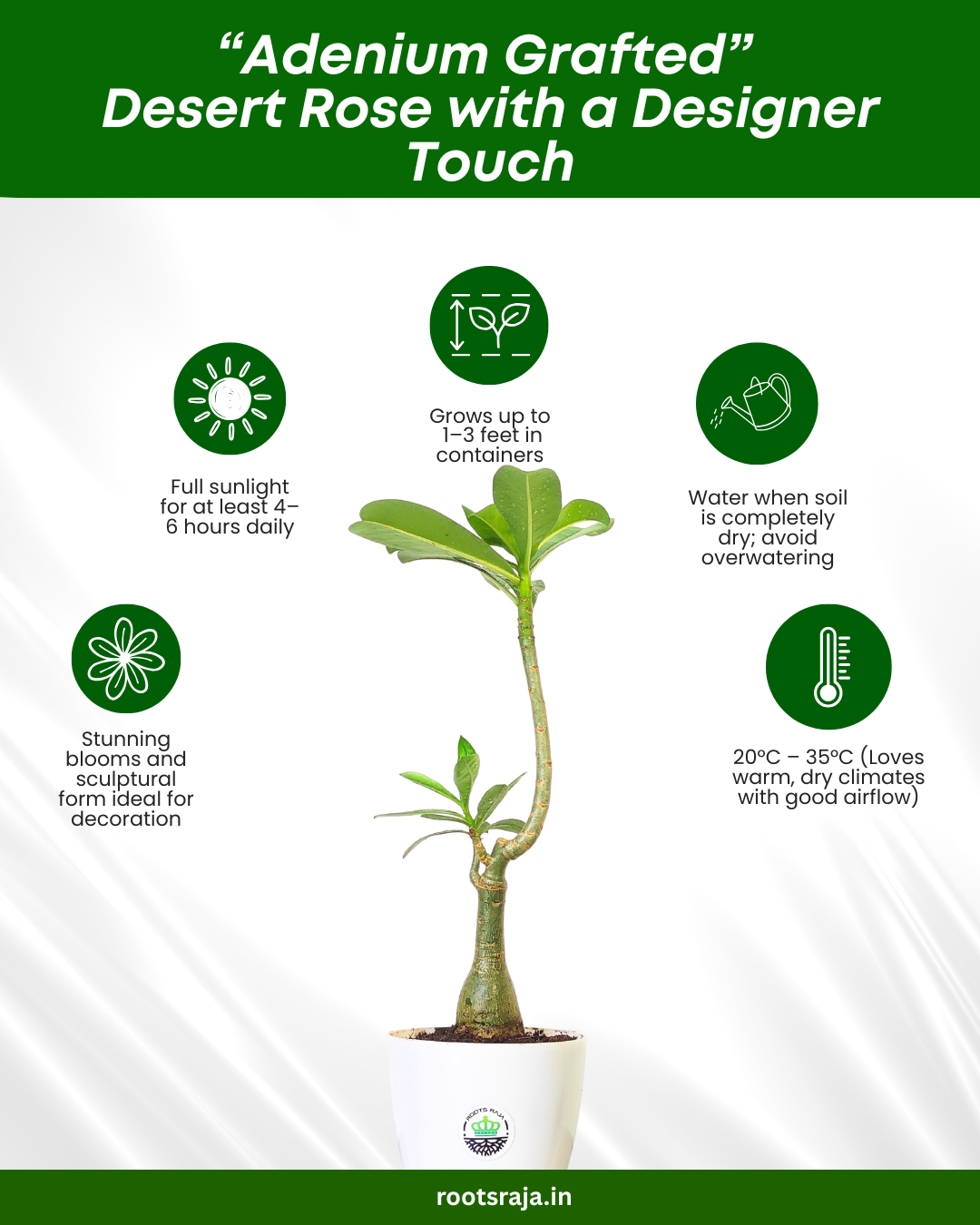 Adenium Grafted