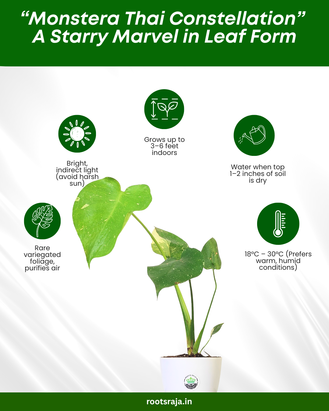 Monstera Thai Constellation