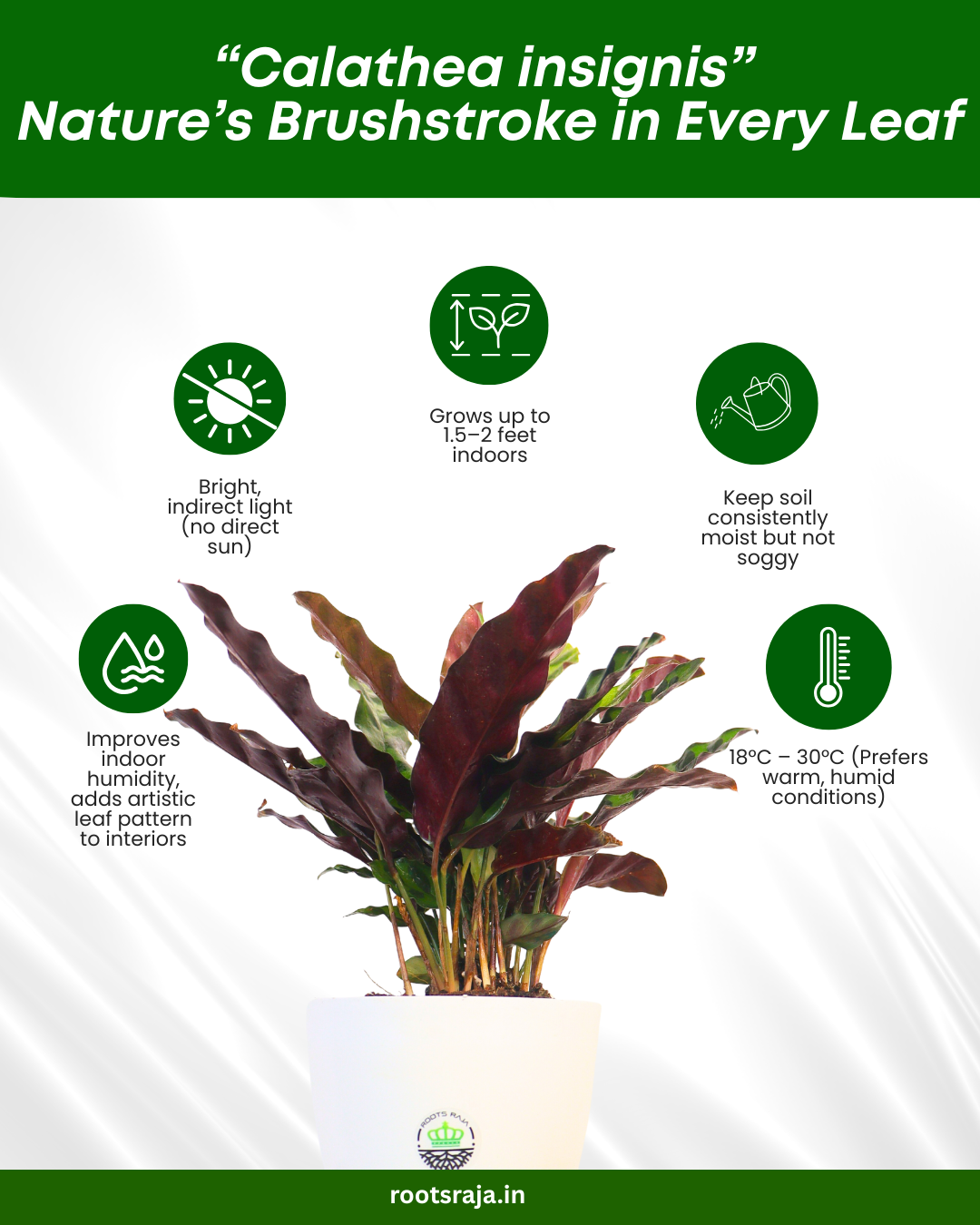 Calathea insignis