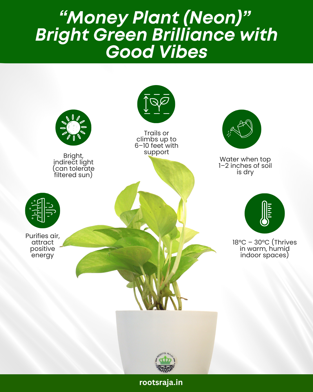neon money plant care Buy Money Plant Neon (Neon Pothos) – Best Indoor Money Plants Online – rootsraja.in