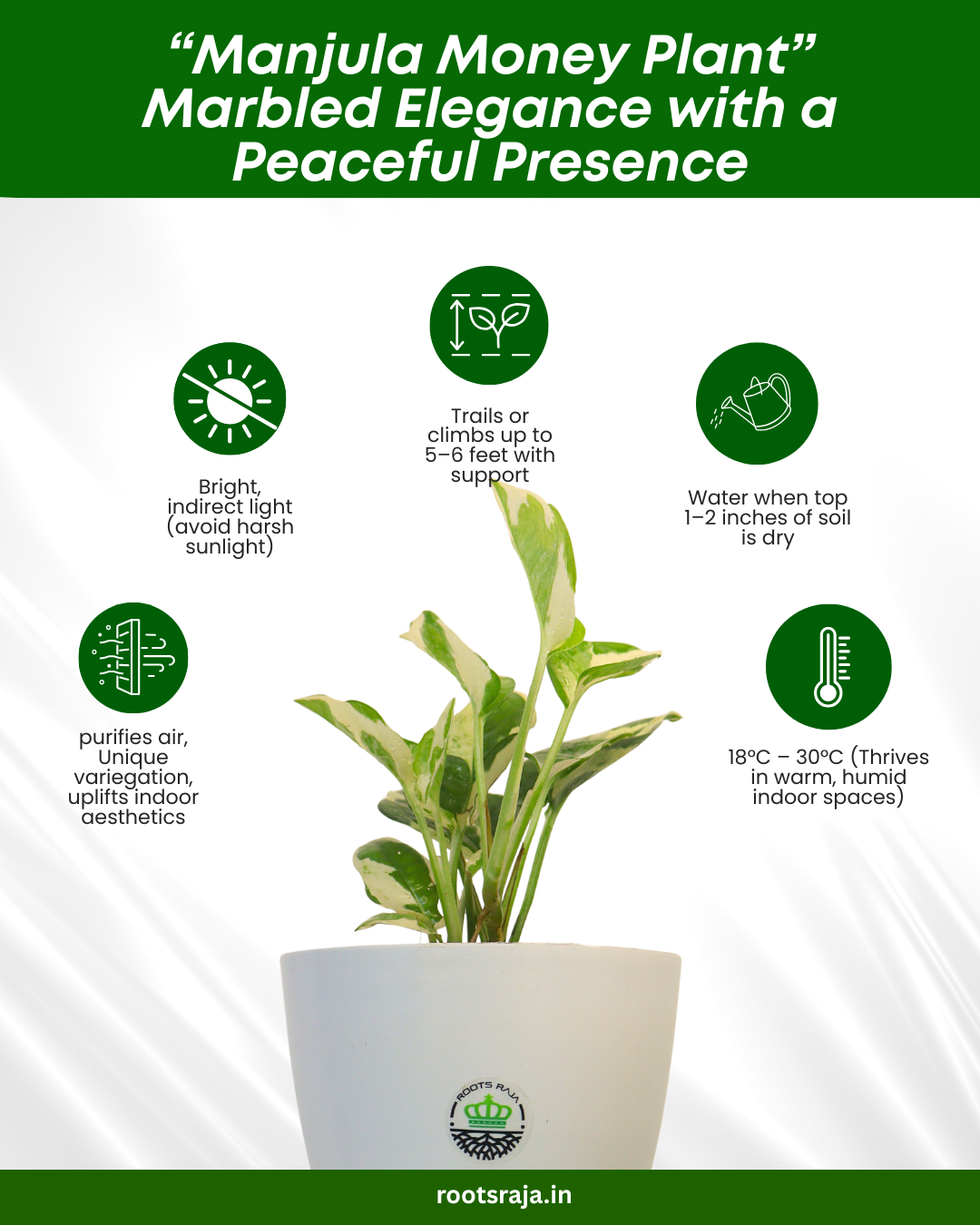 money plant consultancy pune Buy Manjula Money Plant Online - Variegated Beauty