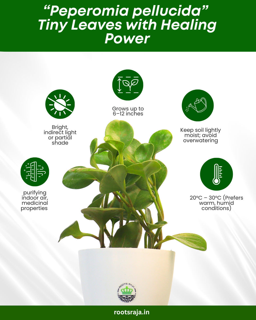 Peperomia pellucida (Green)