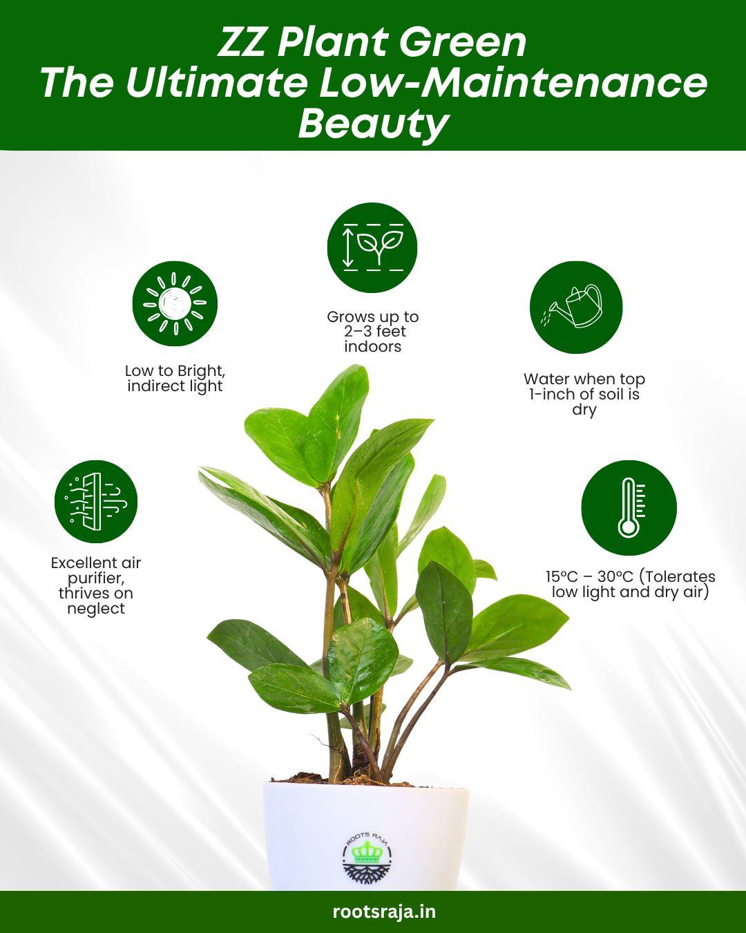 ZZ Plant Green
