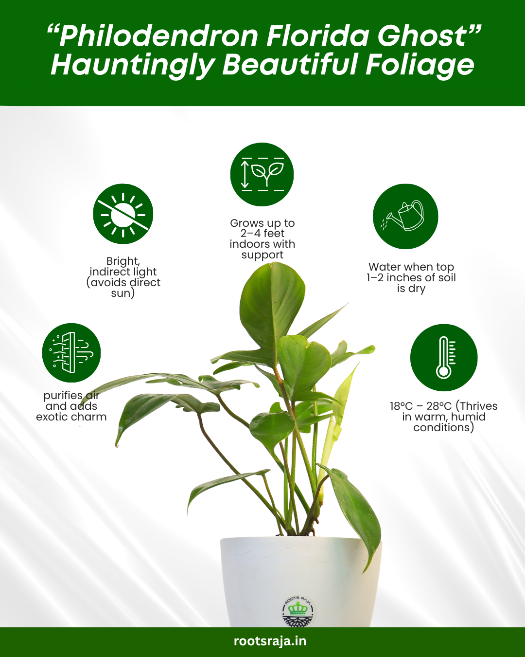 Philodendron Florida Ghost