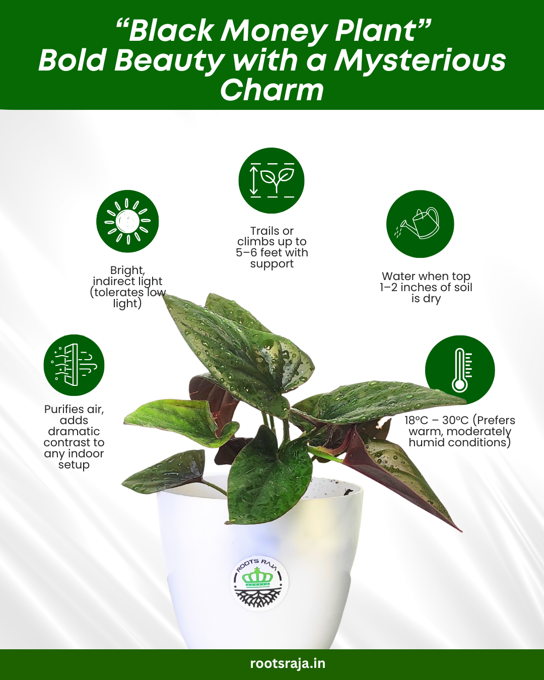 Black Money Plant