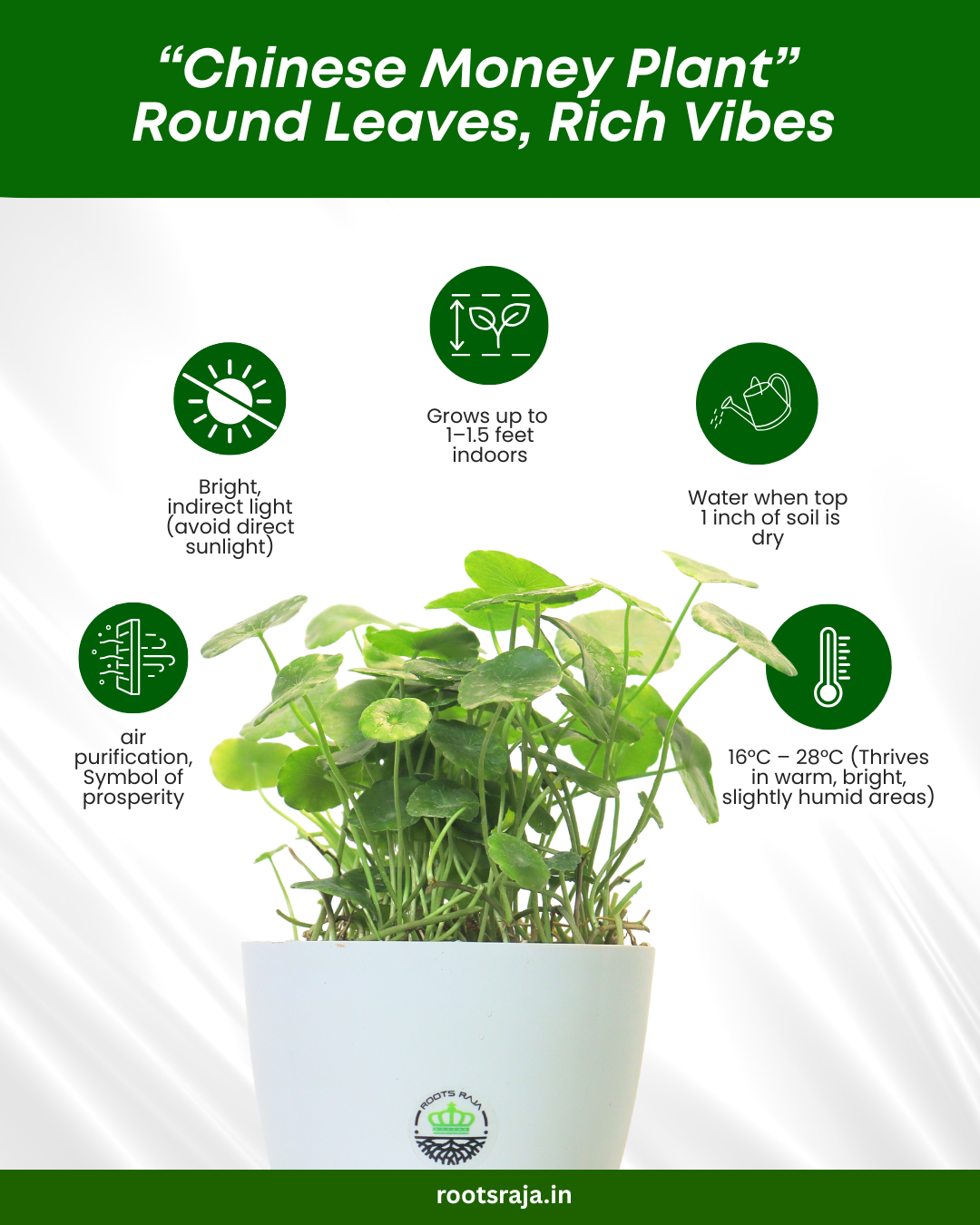 chinese money plant air purification Chinese Money Plant (Pilea) - Benefits & Care Tips