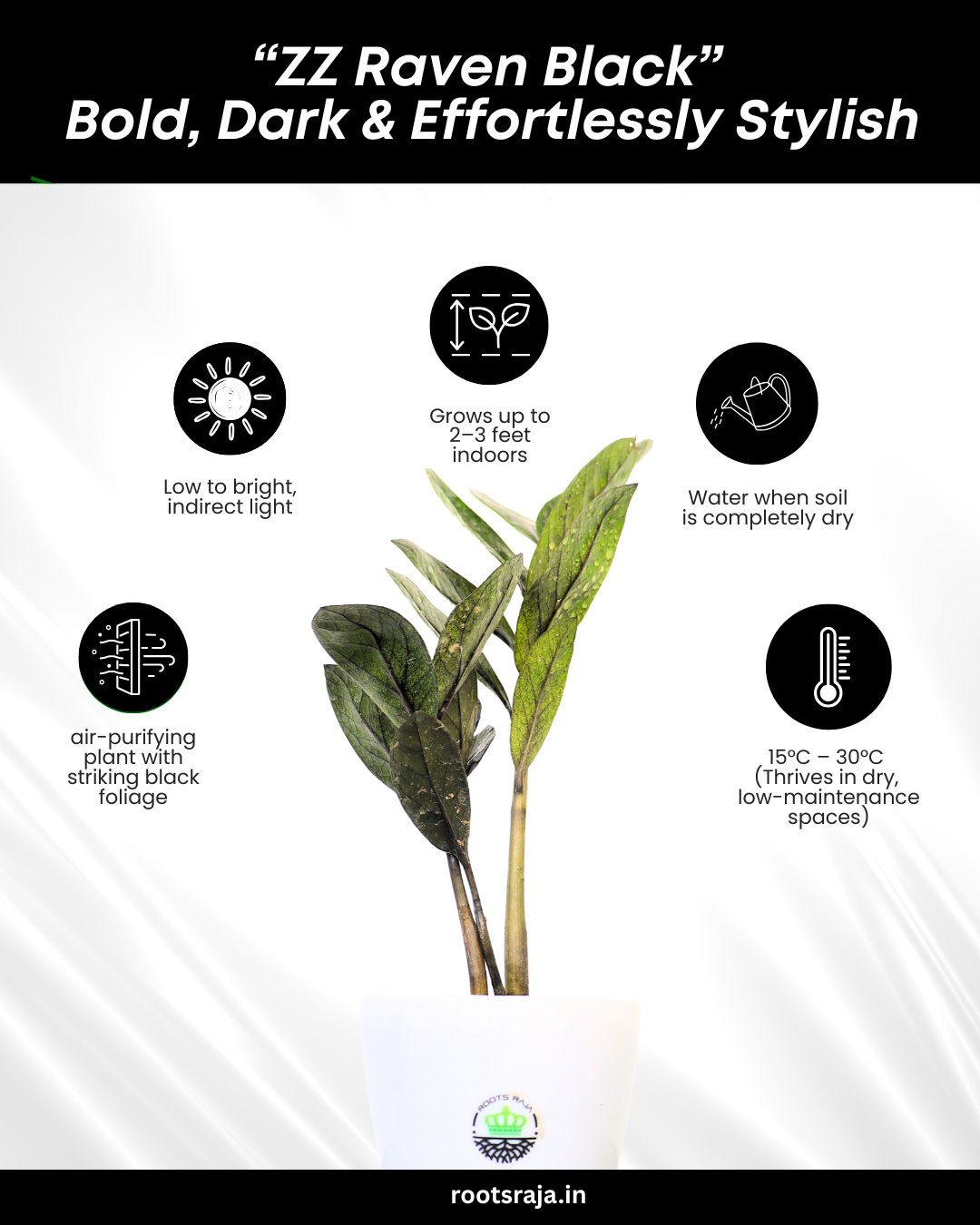 raven zz plant benefits Black ZZ Plant Benefits
