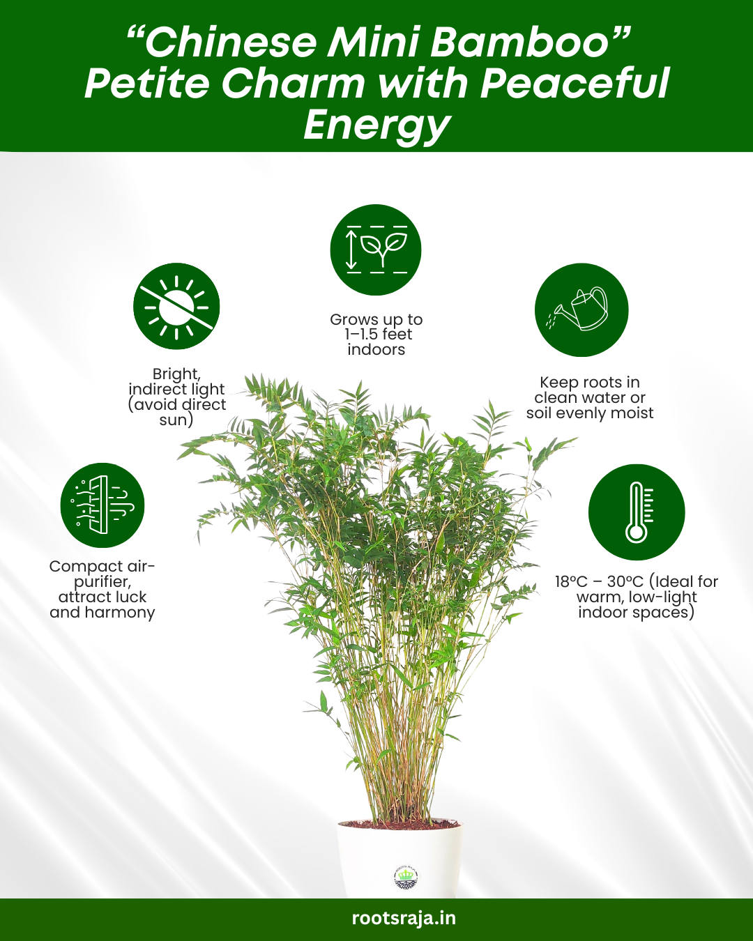 bamboo indoor plant benefits Chinese Bamboo Plant – Discover the Benefits of Lucky Bamboo at Home – rootsraja.in