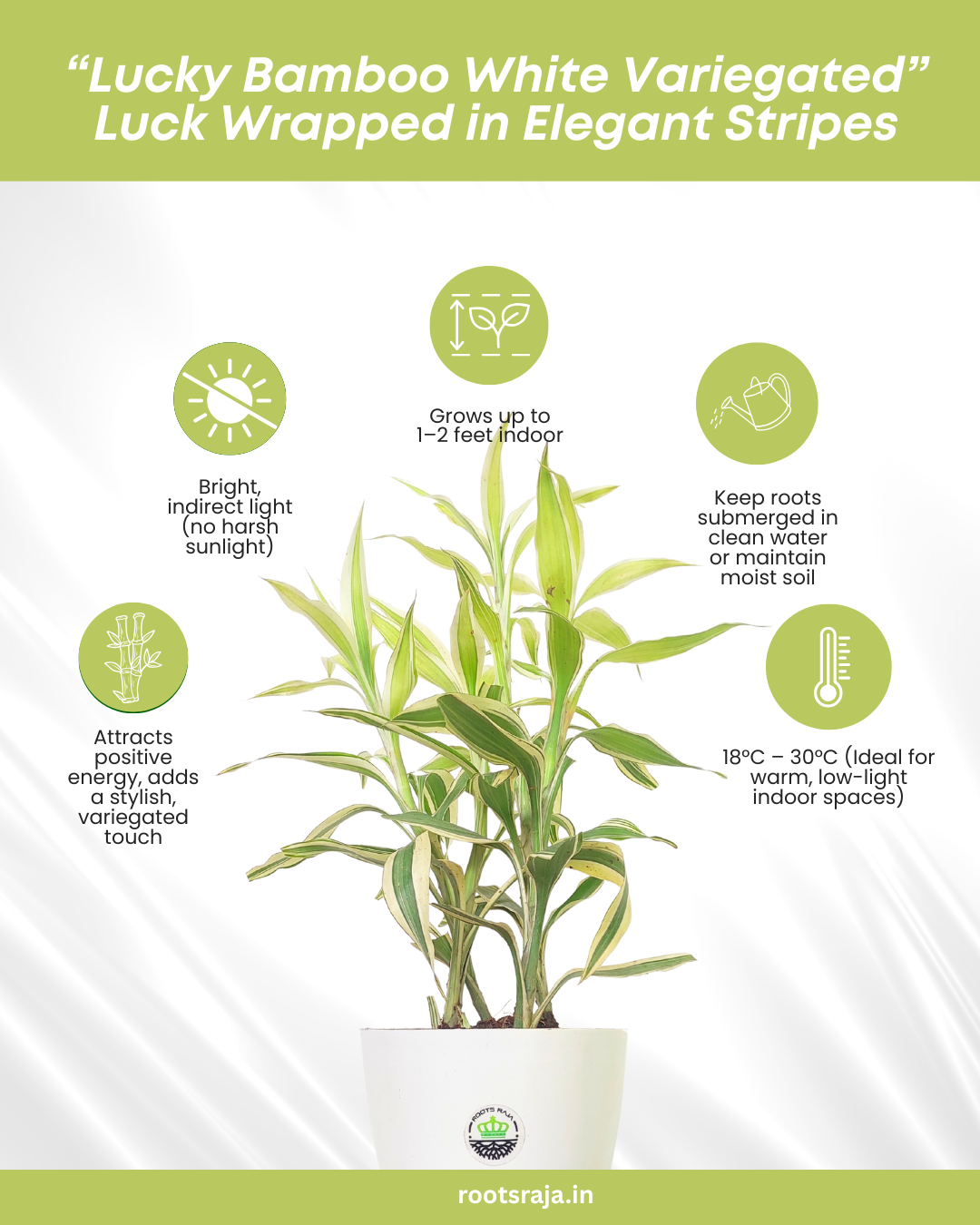 white lucky bamboo Buy Lucky Bamboo White Variegated – Stylish Indoor Plant Online – rootsraja.in