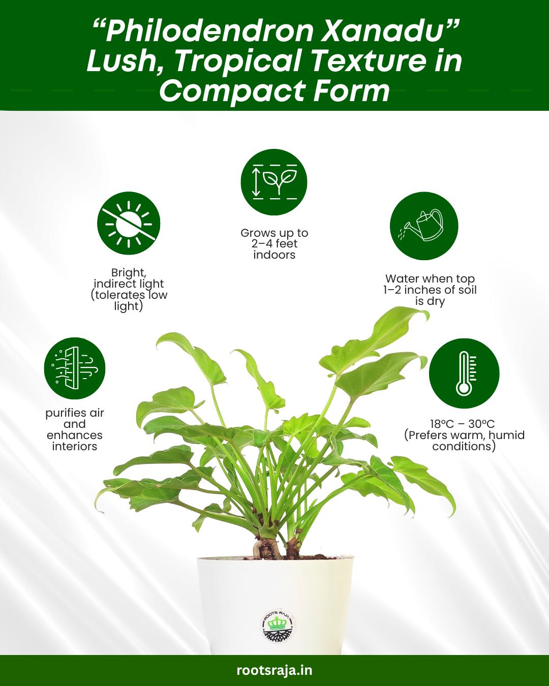 philodendron xanadu light requirements Buy Philodendron Xanadu Plant Online