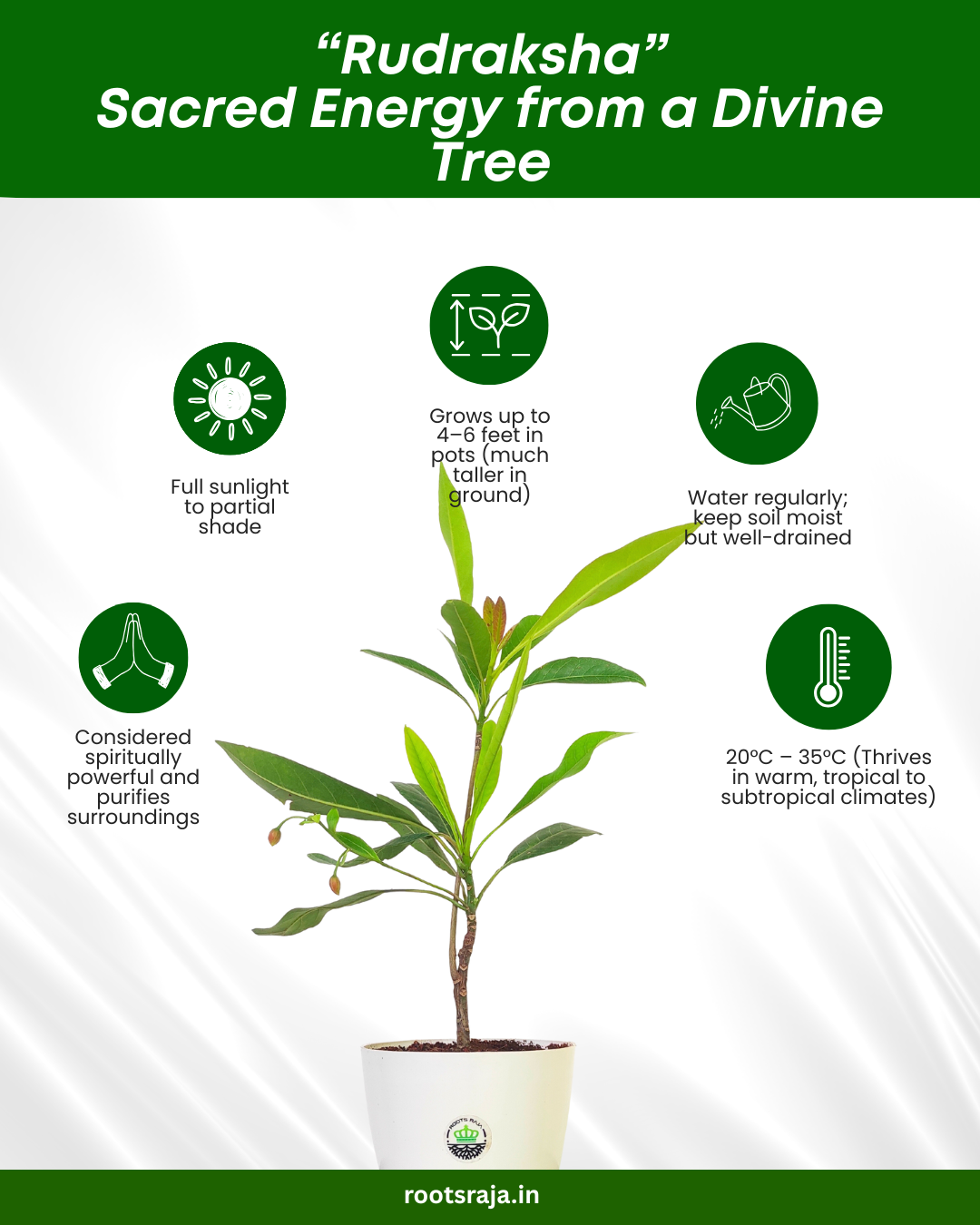 Rudraksha Plant