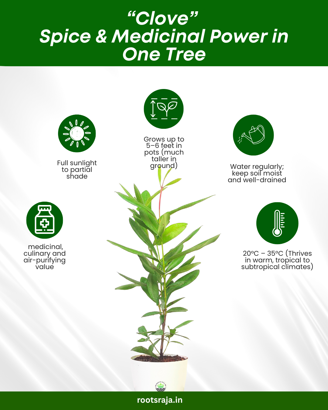 Clove Plant