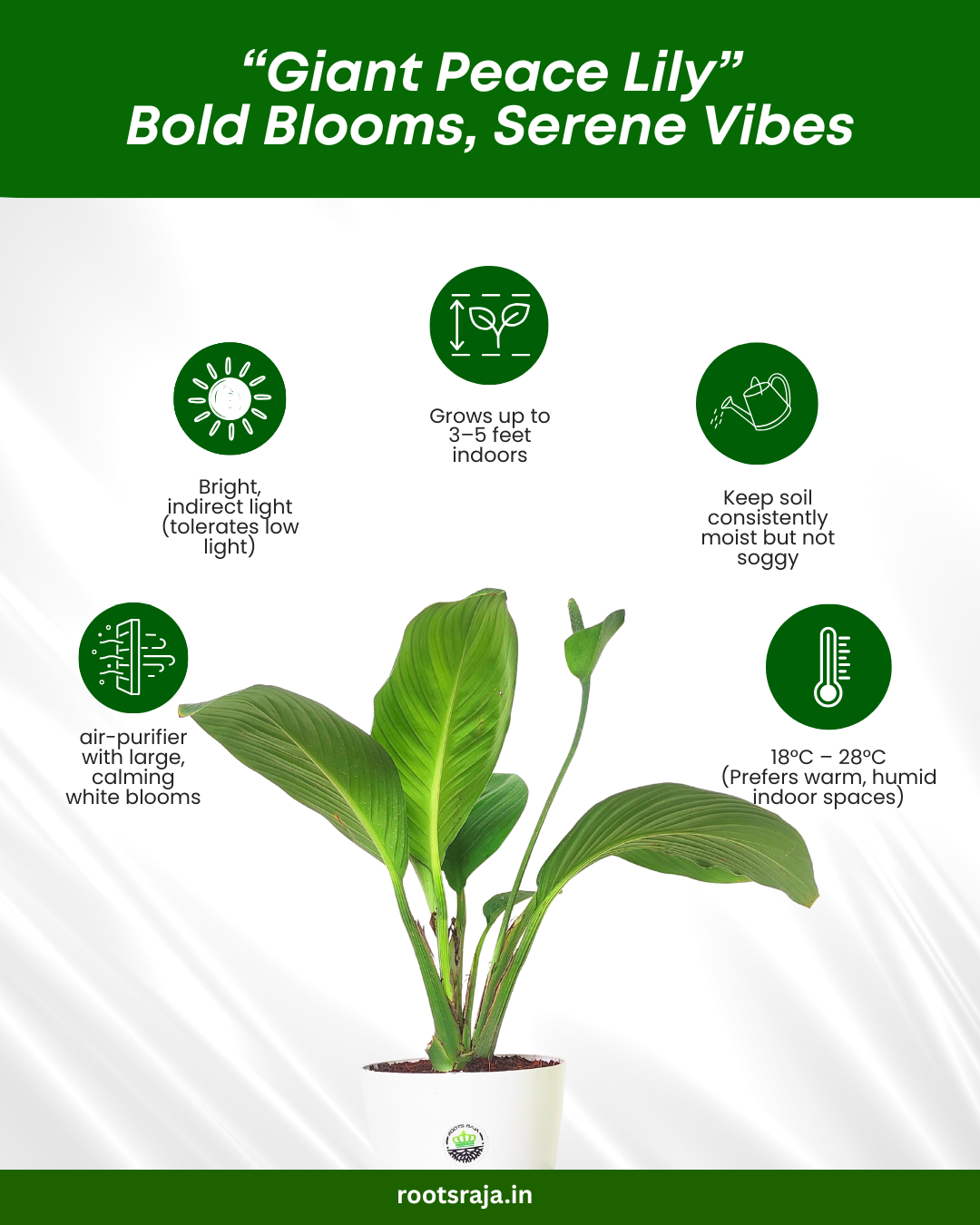 Giant Peace Lily