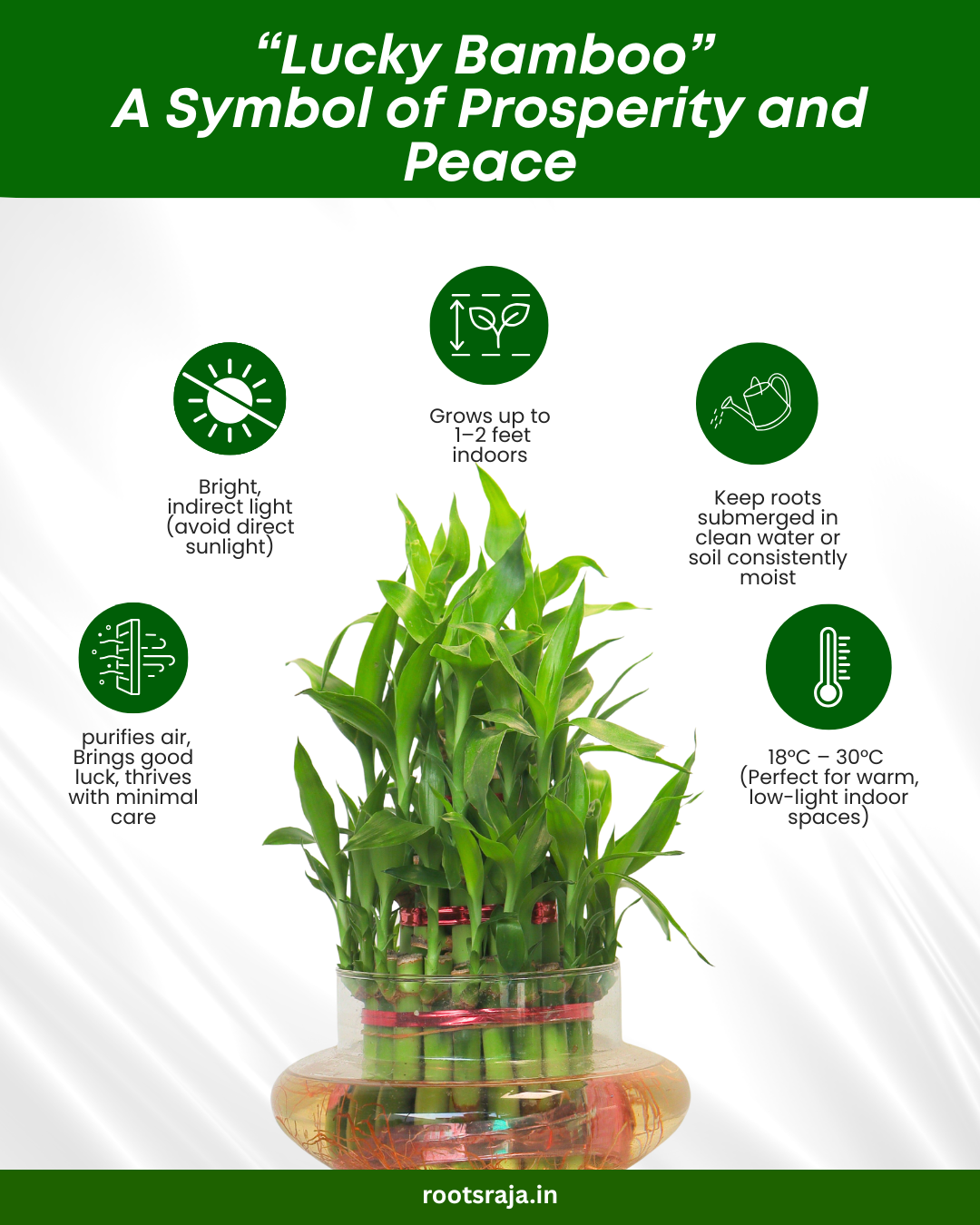 lucky bamboo direct sunlight Lucky Bamboo Dracaena Sanderiana