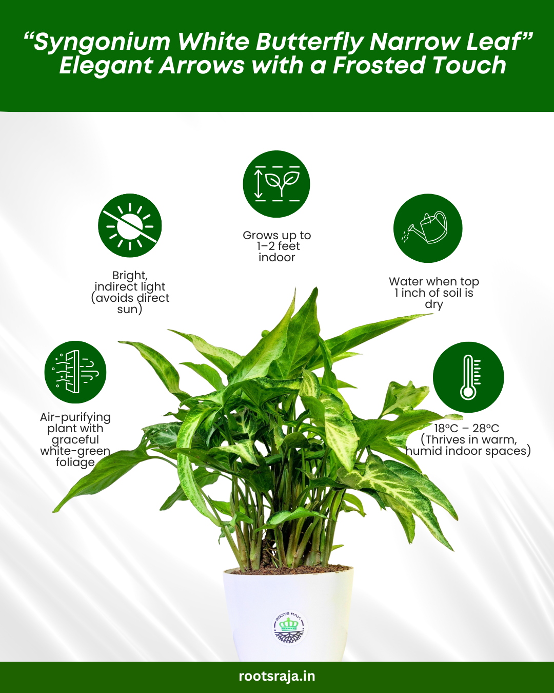 Syngonium White Butterfly Narrow Leaf