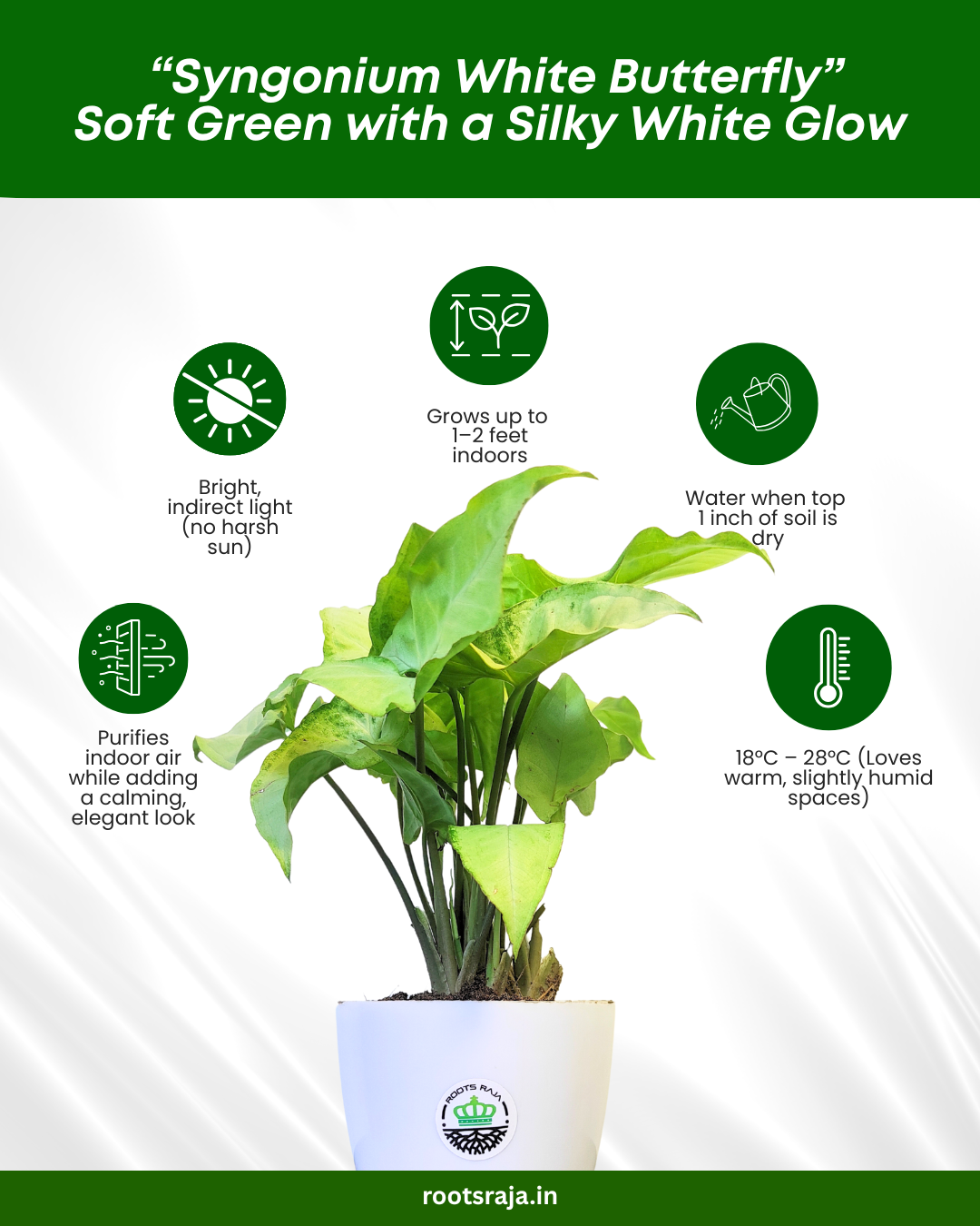 Syngonium White Butterfly