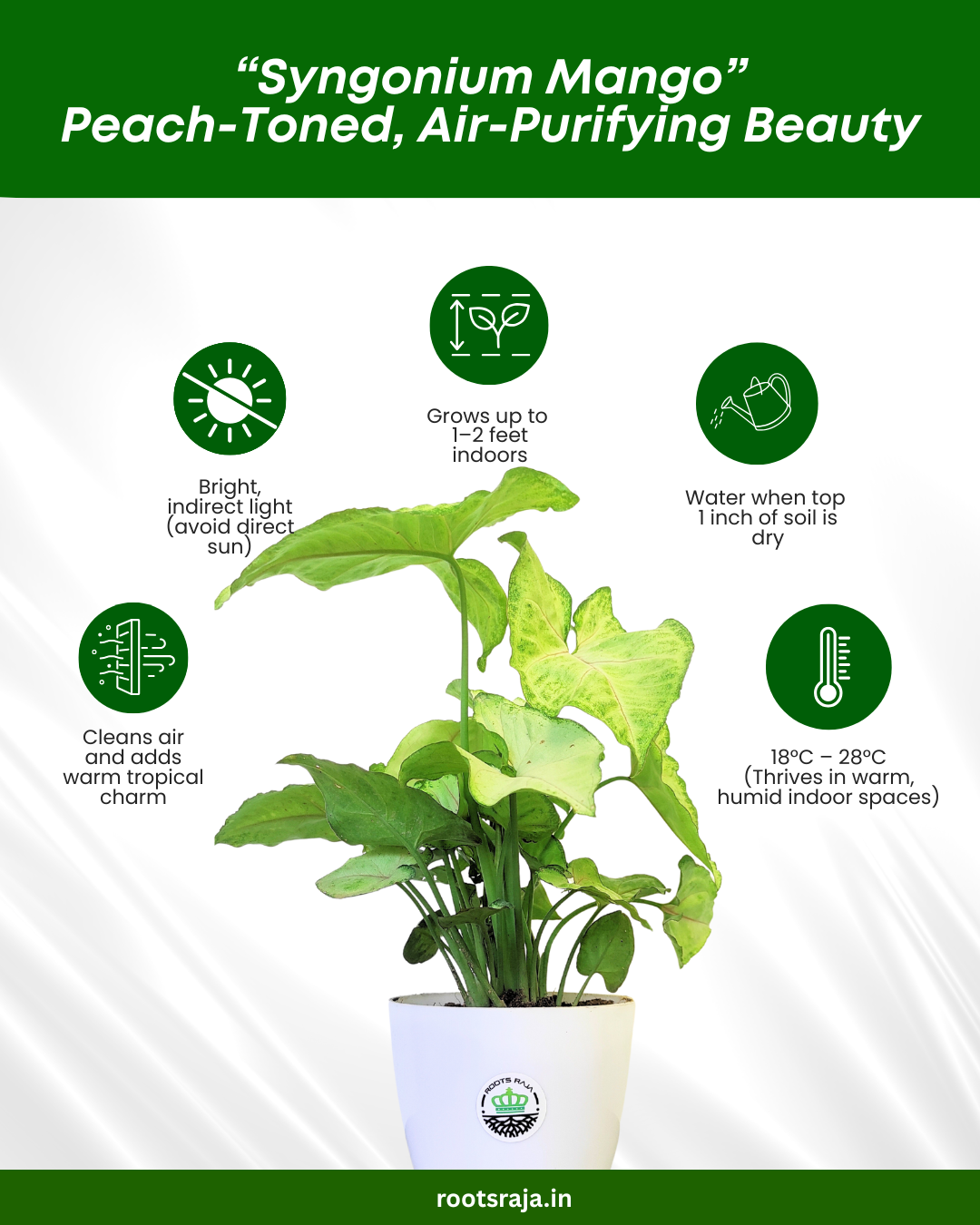 Syngonium Mango Allusion Plant