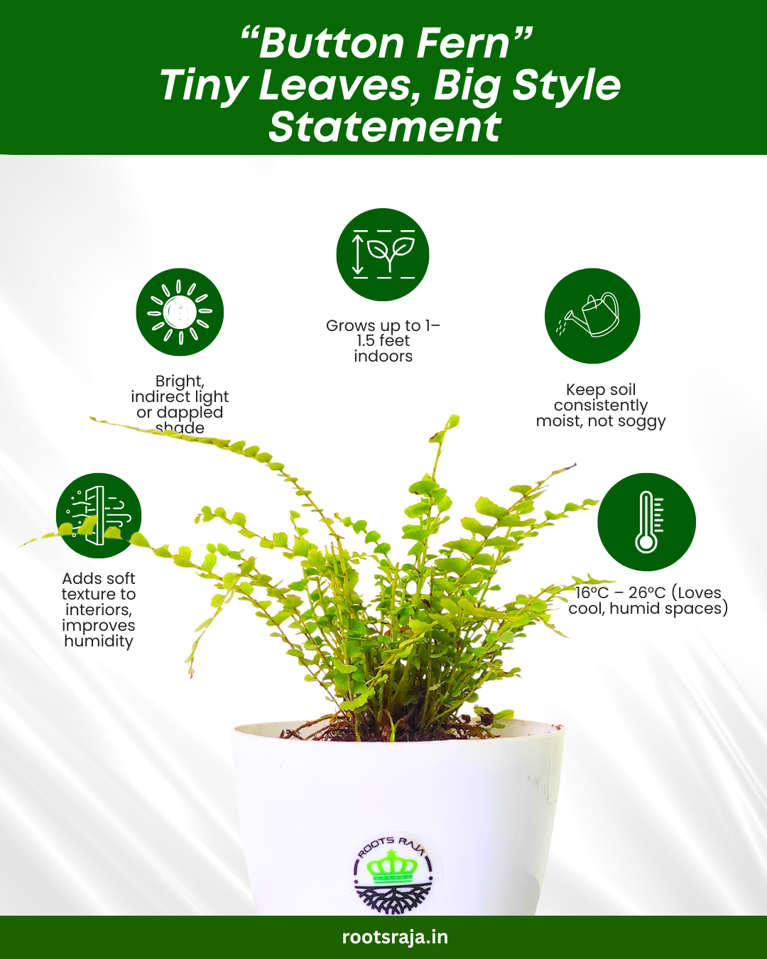 Button Fern Plant