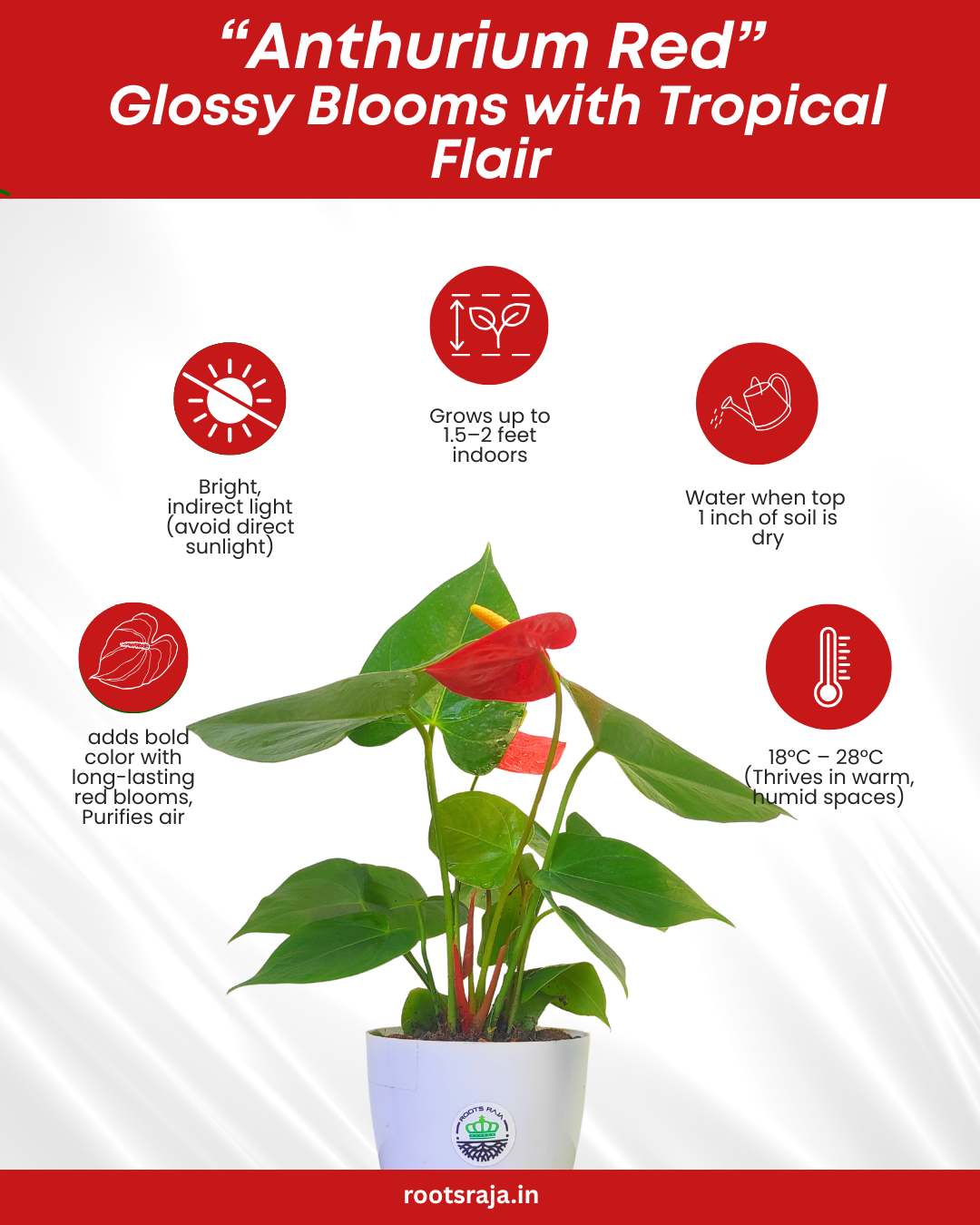 Anthurium Plant (Red)
