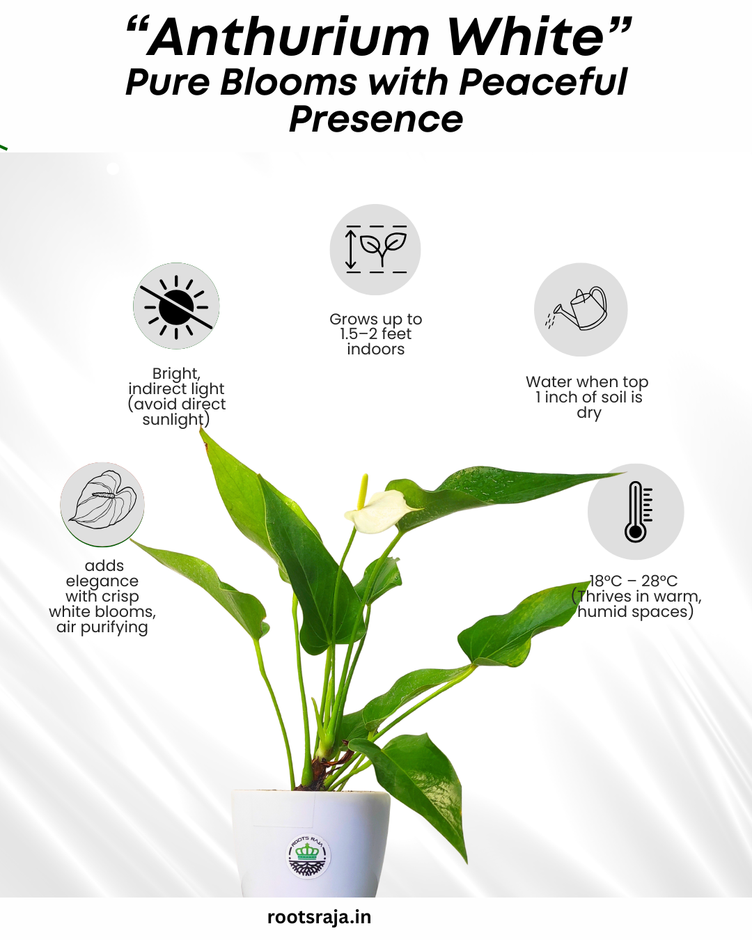 anthurium indoor plant benefits White Anthurium Plant Care Guide – Tips for Healthy Growth Indoors – rootsraja.in