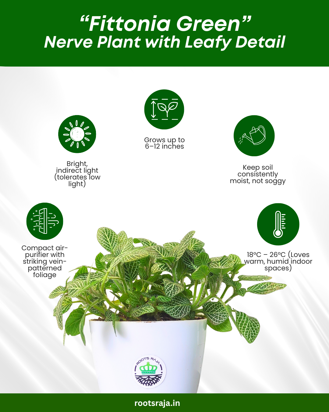 Fittonia Green