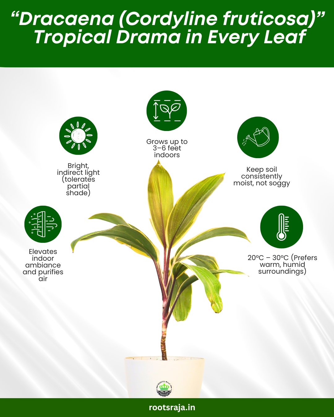 Dracena (Cordilyne fruticosa)