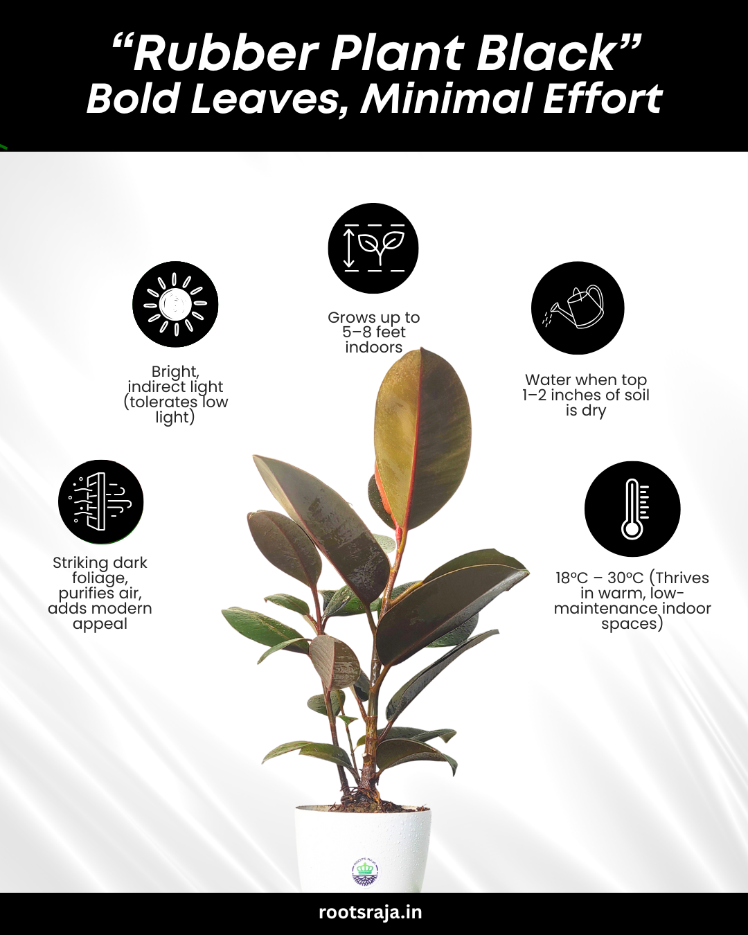 Rubber Plant Black