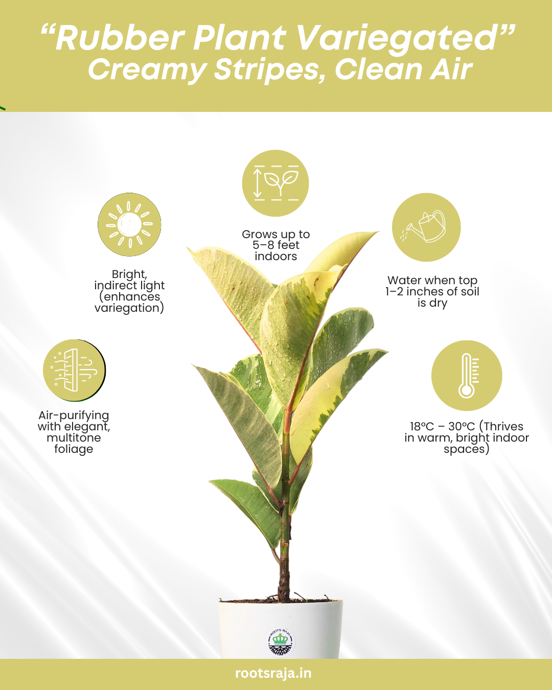 rubber plant clean air Buy Rubber Plant Variegated Online